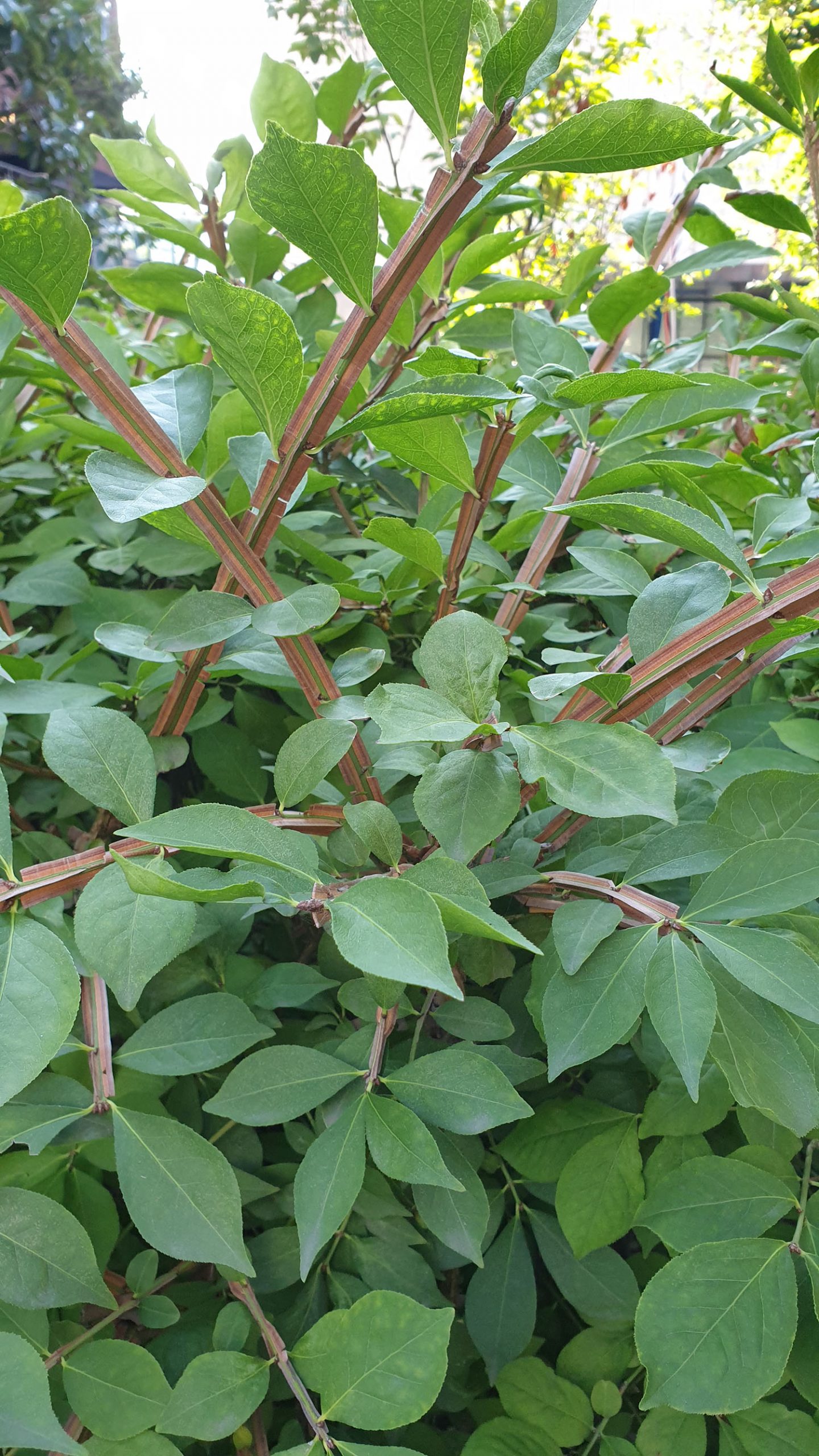 A green bush.